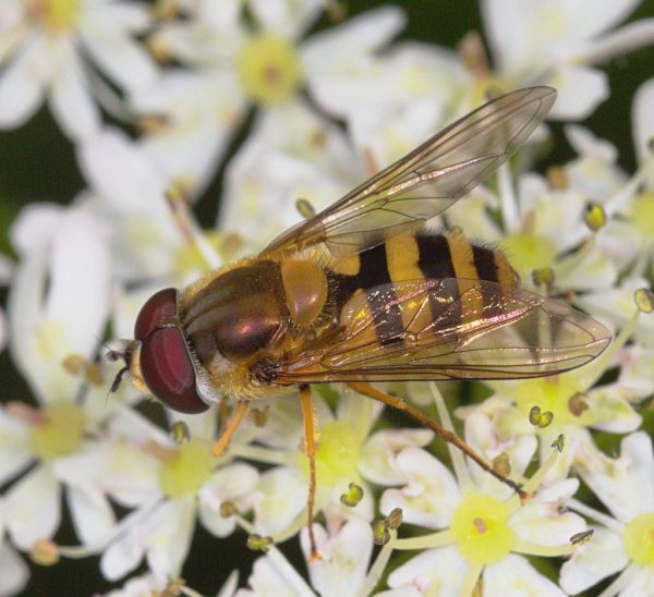 Epistrophe grossulariae male