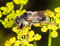 Cheilosia illustrata