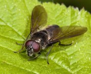 Cheilosia variabilis