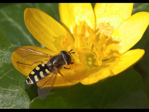 Eupeodes luniger Celandine
