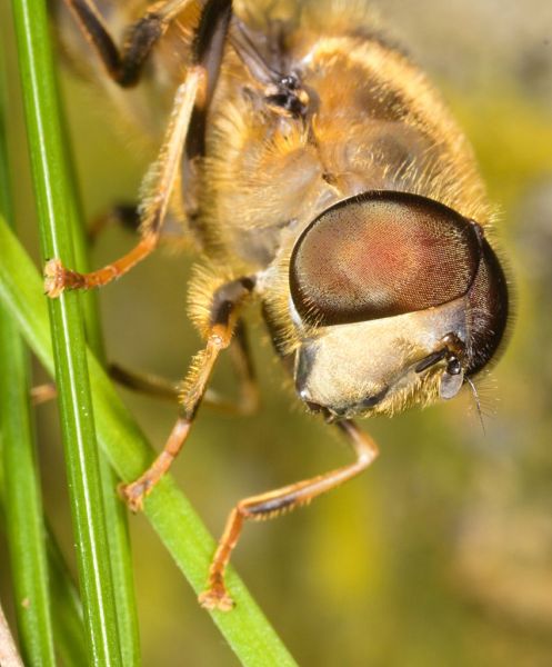 Eristalis pertinax male front legs