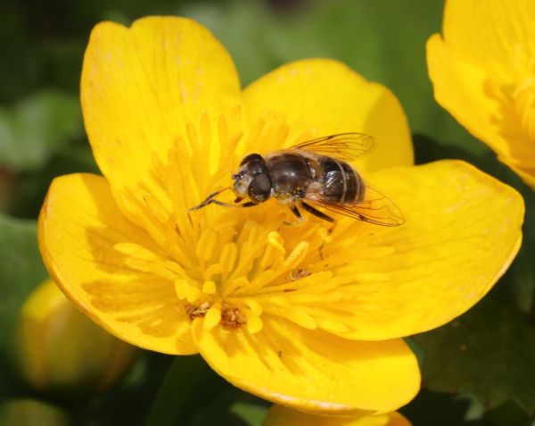 Eristalis arbustorum female garden 20200415