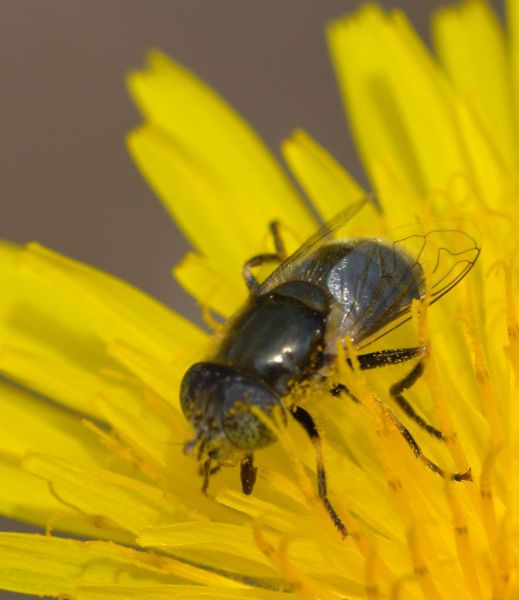 Eristalinus aeneus spotted eyes