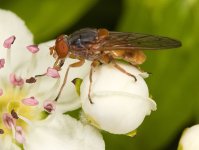 Brachyopa scutellaris