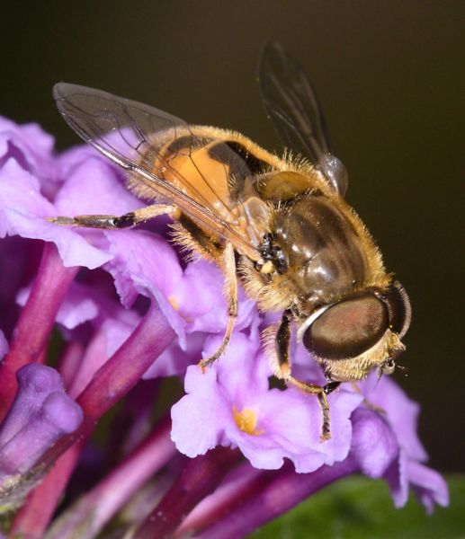 Eristalis arbustorum male