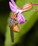 Rhingia rostrata