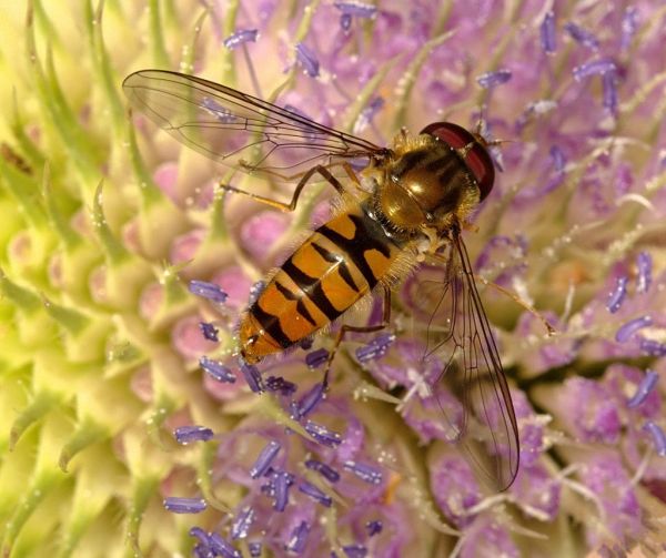 Episyrphus balteatus on Teasel - Preston Montford