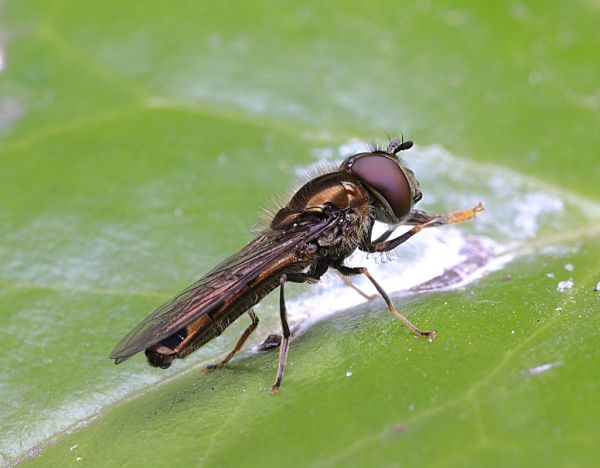 Platycheirus albimanus male Garden 20200413
