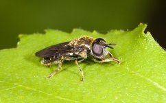 Pipizella virens