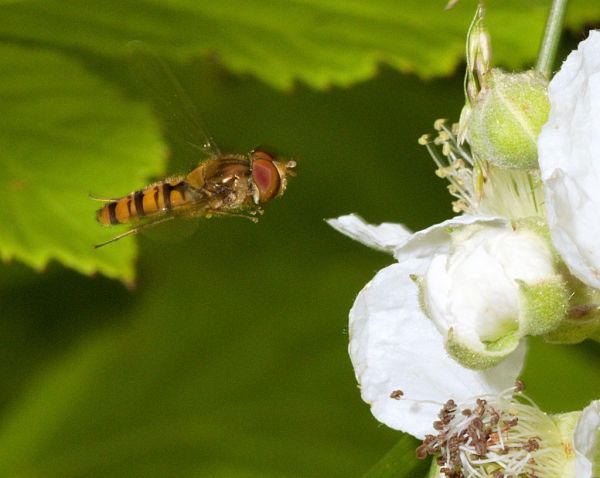 Episyrphus balteatus male in flight