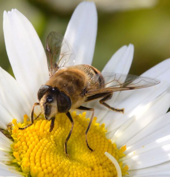 Eristalis tenax female