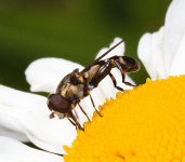 Syritta pipiens male