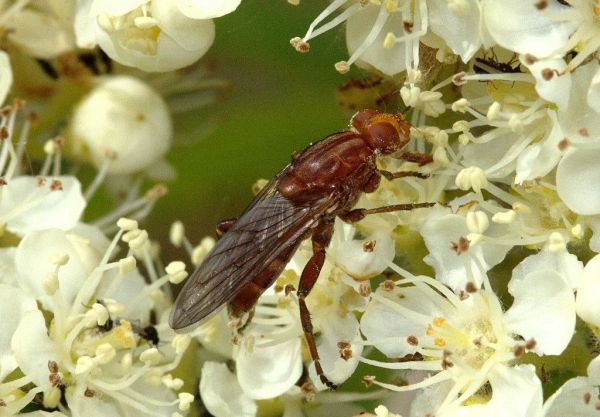 Hammerschmidtia ferruginea