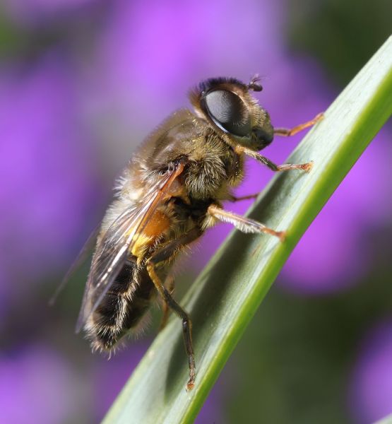 Eristalis pertinax female garden 20200414
