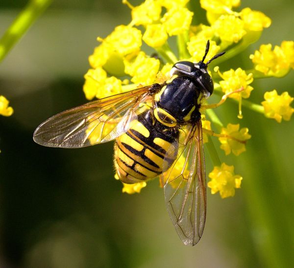 Chrysotoxum cautum