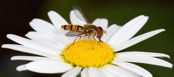 Episyrphus balteatus male of Oxeye Daisy