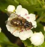 Ferdinandea cuprea male