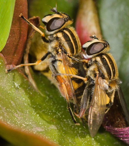 Helophilus pendulus mating pair