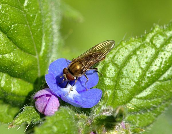 Platycheirus manicatus