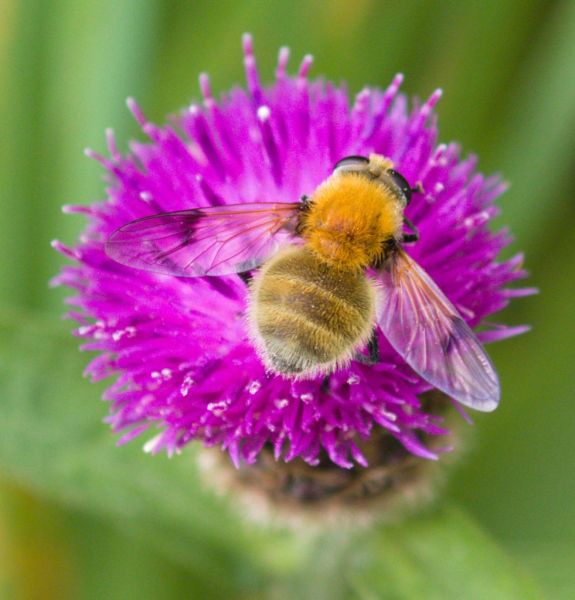 Sericomyia superbiens