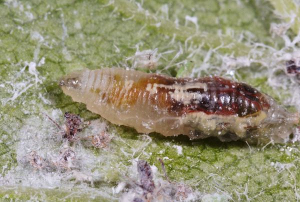 Episyrphus balteatus larva