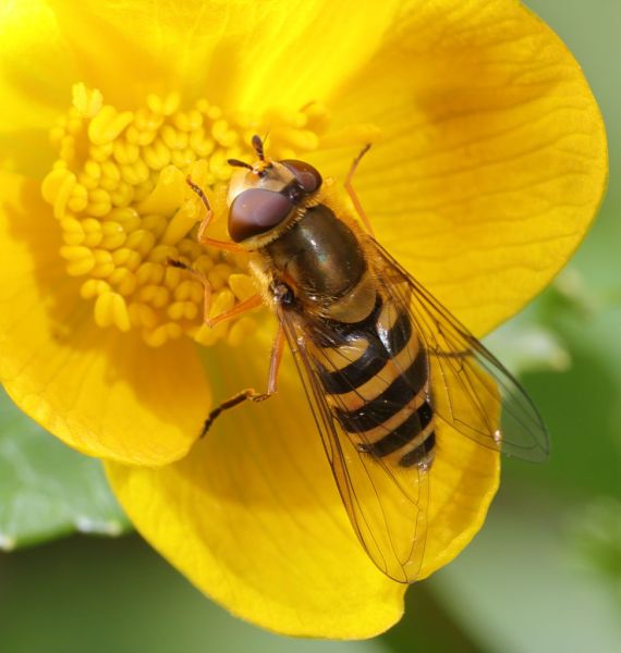 Syrphus ribesii female on Kingcups garden 20200414