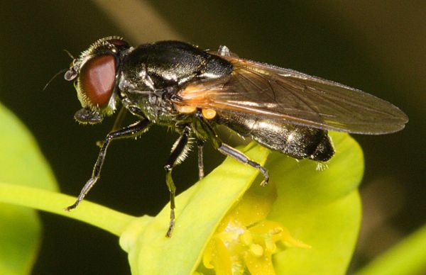 Cheilosia proxima female