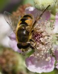Eristalis nemorum female