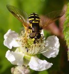 Chrysotoxum festivum