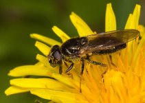 Cheilosia bergenstammi