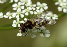 Melangyna compositarum-labiatarum female 1