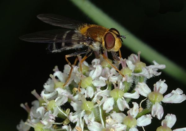 Leucozona glaucia female