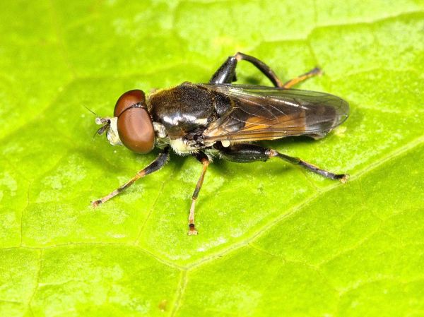 Tropidia scita