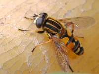 Helophilus pendulus male garden 20200414