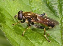 Xylota segnis male