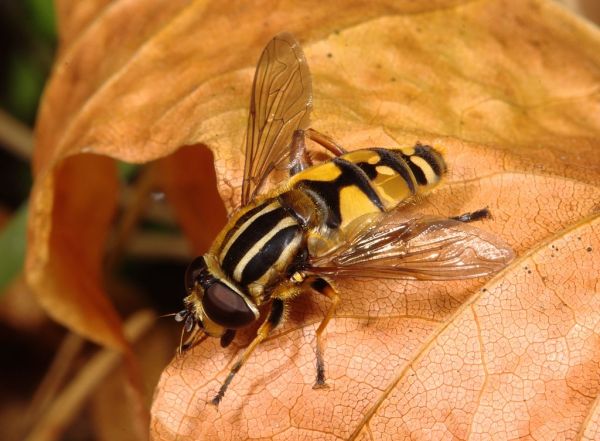 Helophilus pendulus male