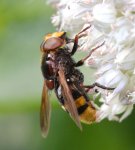 Volucella zonaria