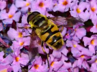 Myathropa florea