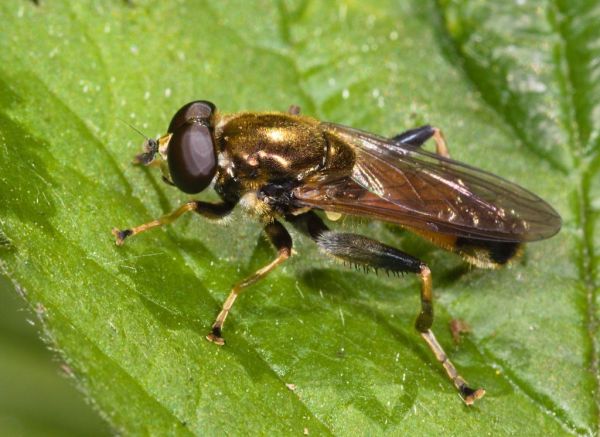 Xylota segnis male