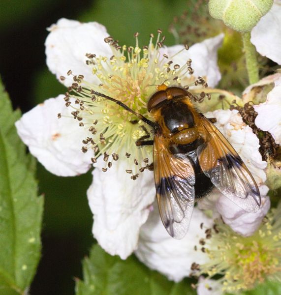 Volucella inflata