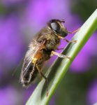 Eristalis pertinax female garden 20200414
