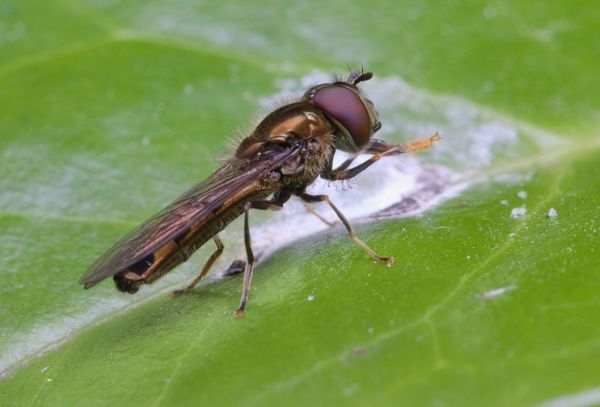 Platycheirus albimanus male