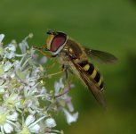Syrphus torvus
