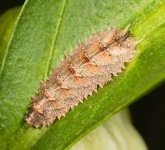 Dasysyrphus tricinctus larva