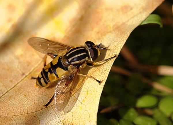 Helophilus pendulus male 2