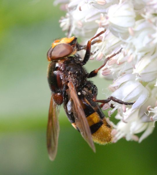 Volucella zonaria
