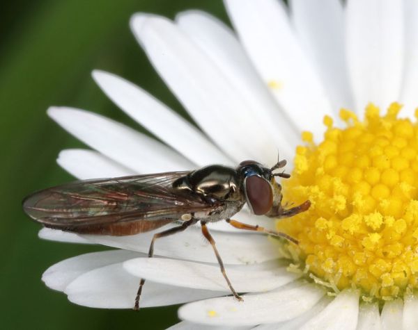Platycheirus albimanus female garden 20200503