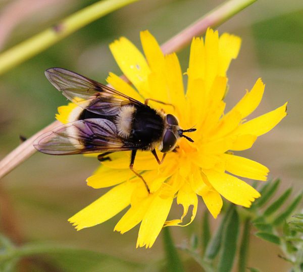 Eriozona syrphoides female