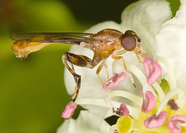 Sphegina sibirica