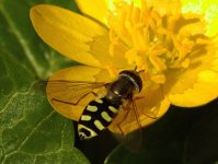 Eupeodes luniger female on Celandine